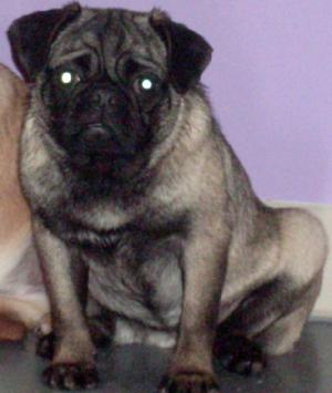 BlackcreamfemalePugforSale